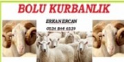 BOLU KURBANLIK - Firmasec.com.tr 